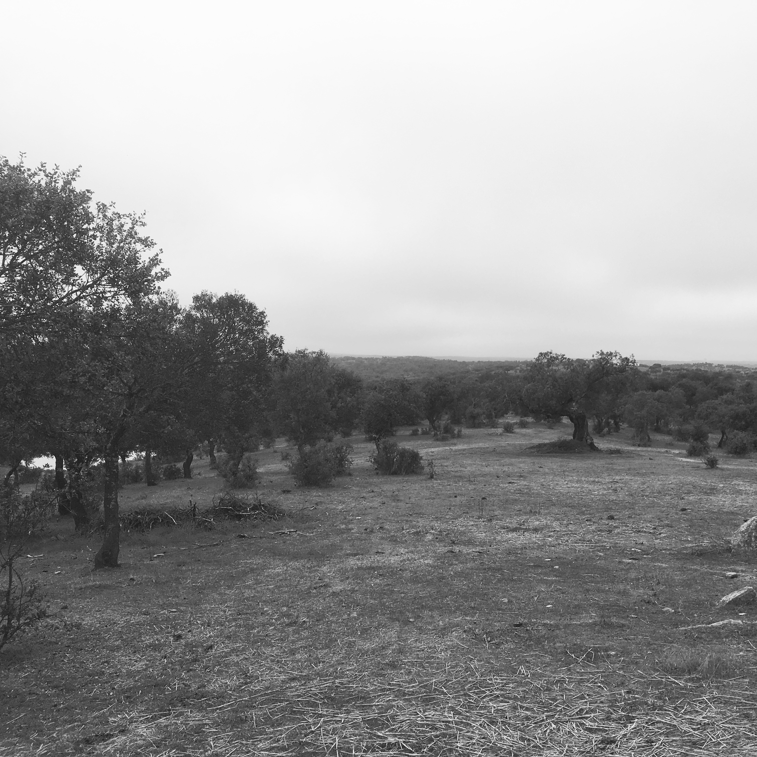 scroll-antiguo-cortijo-mirleo-2
